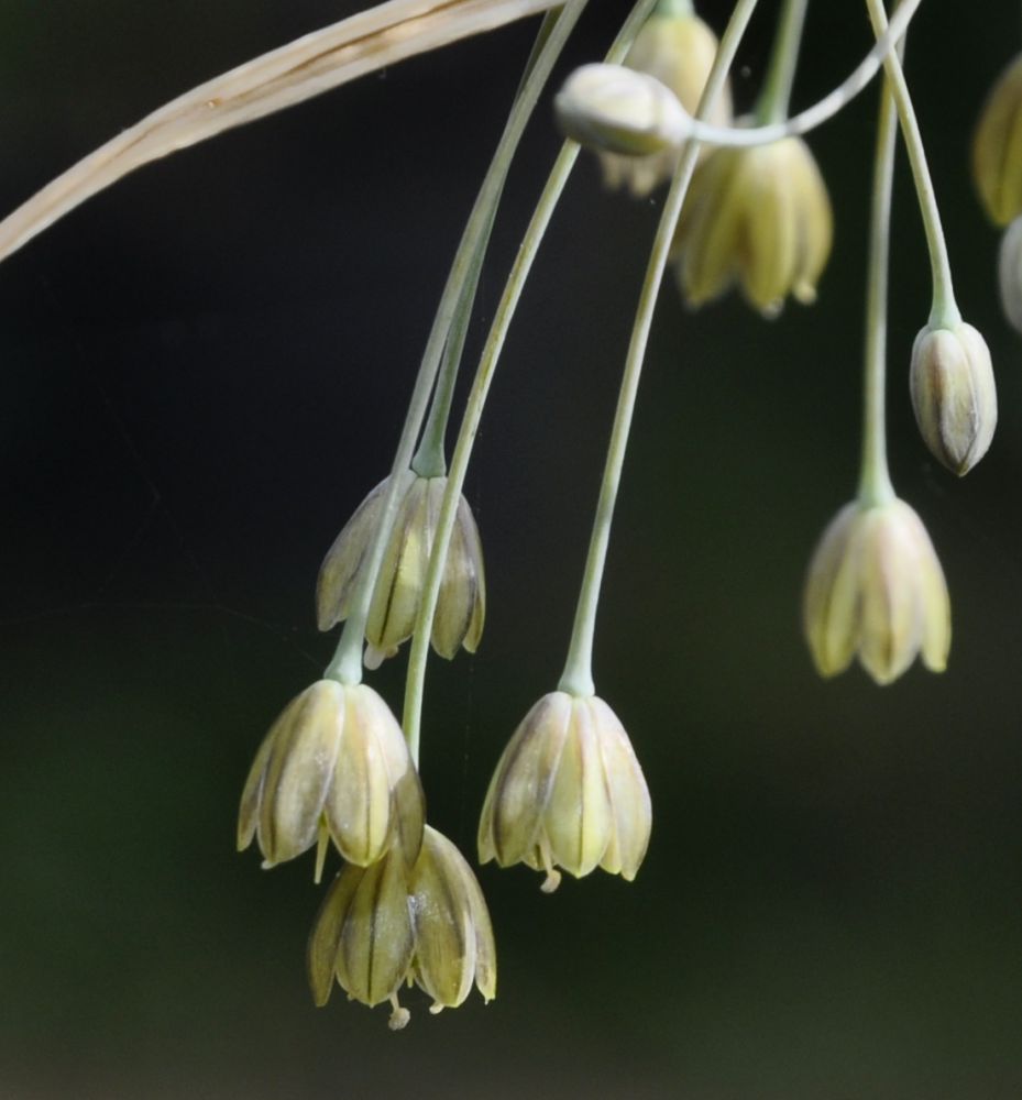 Image of genus Allium specimen.