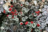 genus Cladonia