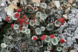 Cladonia