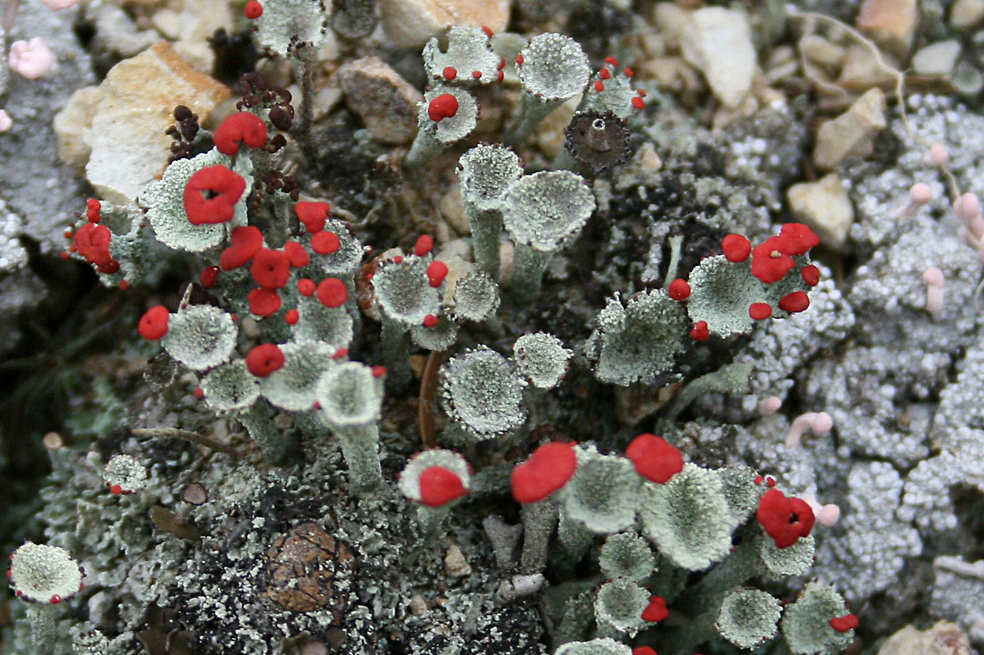 Image of genus Cladonia specimen.