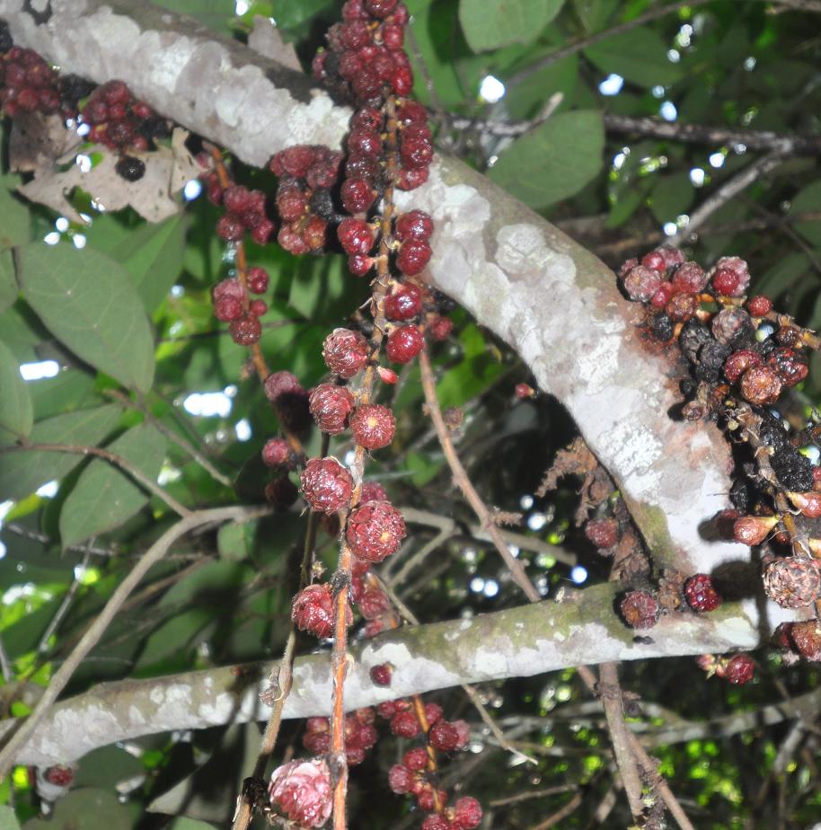 Image of Ficus uncinata specimen.