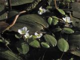 Luronium natans. Плавающие листья и цветки на поверхности воды (видны также крупные листья и соцветие Potamogeton natans). Нидерланды, провинция Drenthe, река Oostervoortsche Diep между деревнями Norg и Donderen. 16 июня 2009 г.