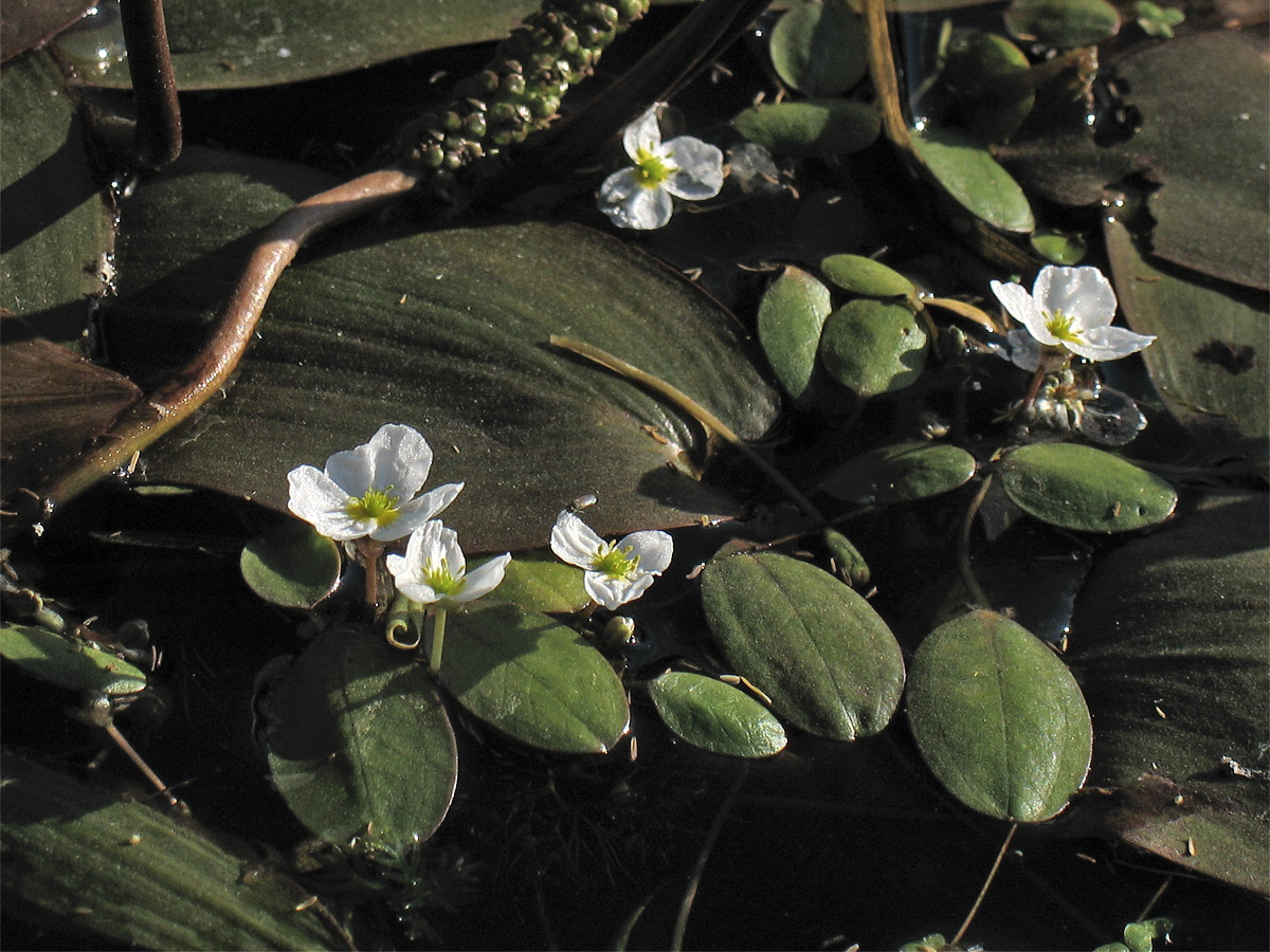 Image of Luronium natans specimen.