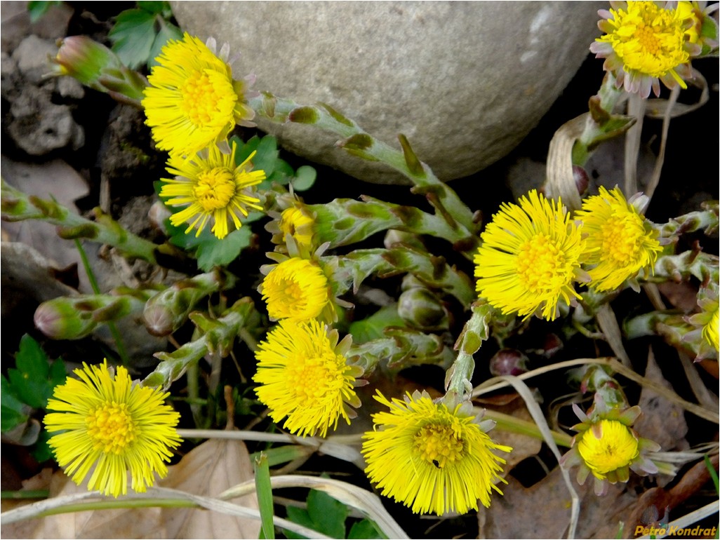 Image of Tussilago farfara specimen.
