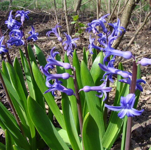 Изображение особи Hyacinthus orientalis.