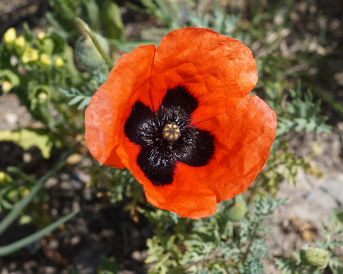 Image of Papaver commutatum specimen.