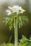 Anemonastrum fasciculatum. Верхушка цветущего растения. Краснодарский край, Апшеронский р-н, окр. пос. Мезмай, Камышанова поляна. 09.05.2017.