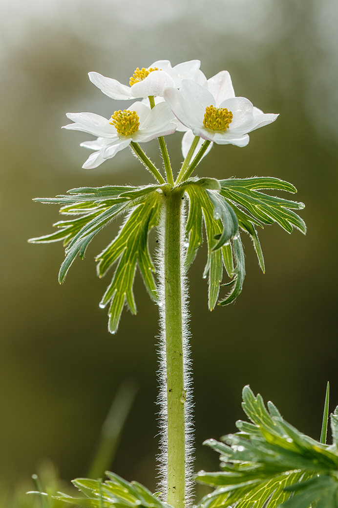 Image of Anemonastrum fasciculatum specimen.