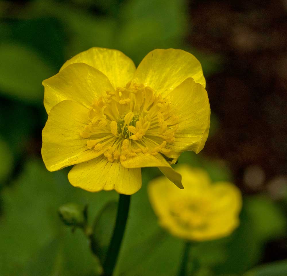 Image of Ranunculus repens specimen.