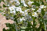 Crambe maritima