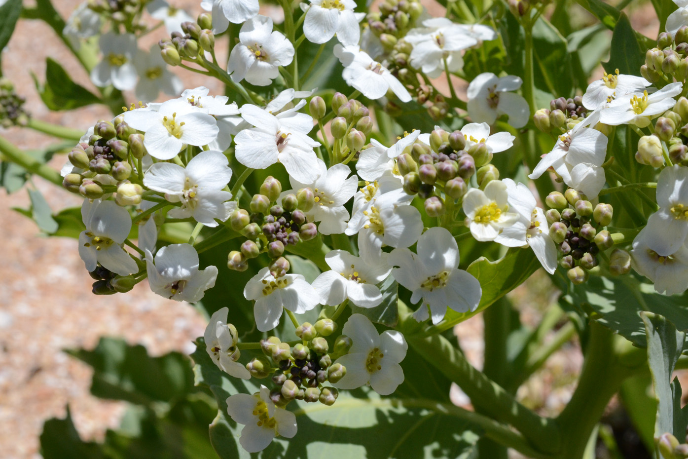 Изображение особи Crambe maritima.