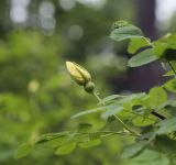 Rosa spinosissima. Бутон и листья. Пермский край, г. Пермь, Кировский р-н, подлесок в сосновом бору (парк). 19.06.2017.