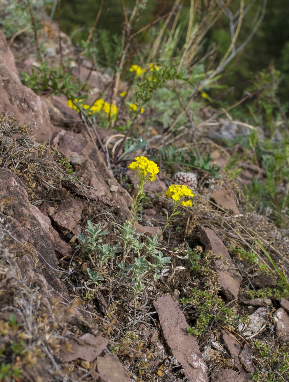 Image of Odontarrhena obovata specimen.