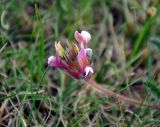 Oxytropis myriophylla