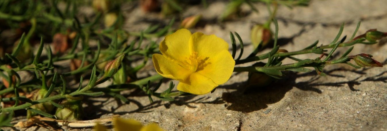 Image of Fumana procumbens specimen.