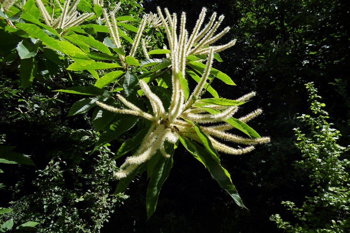 Image of Castanea sativa specimen.