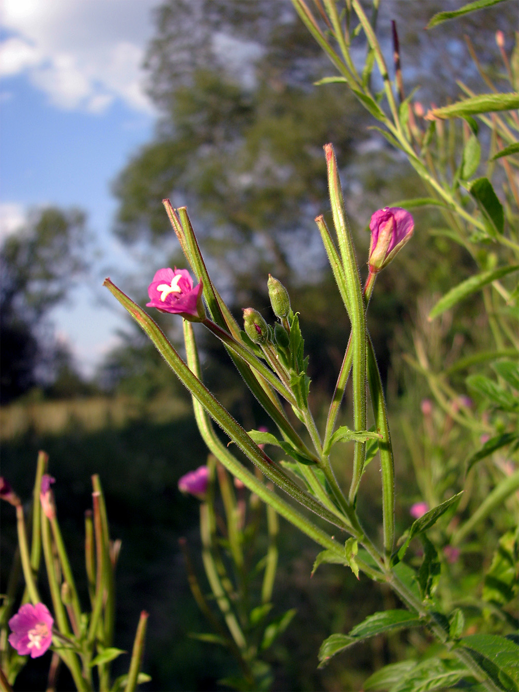 Image of Epilobium parviflorum specimen.