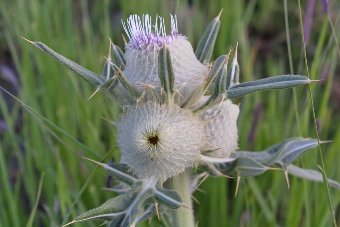 Image of Cirsium macrobotrys specimen.