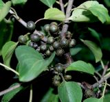 Rhamnus cathartica