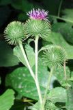 Arctium leiospermum