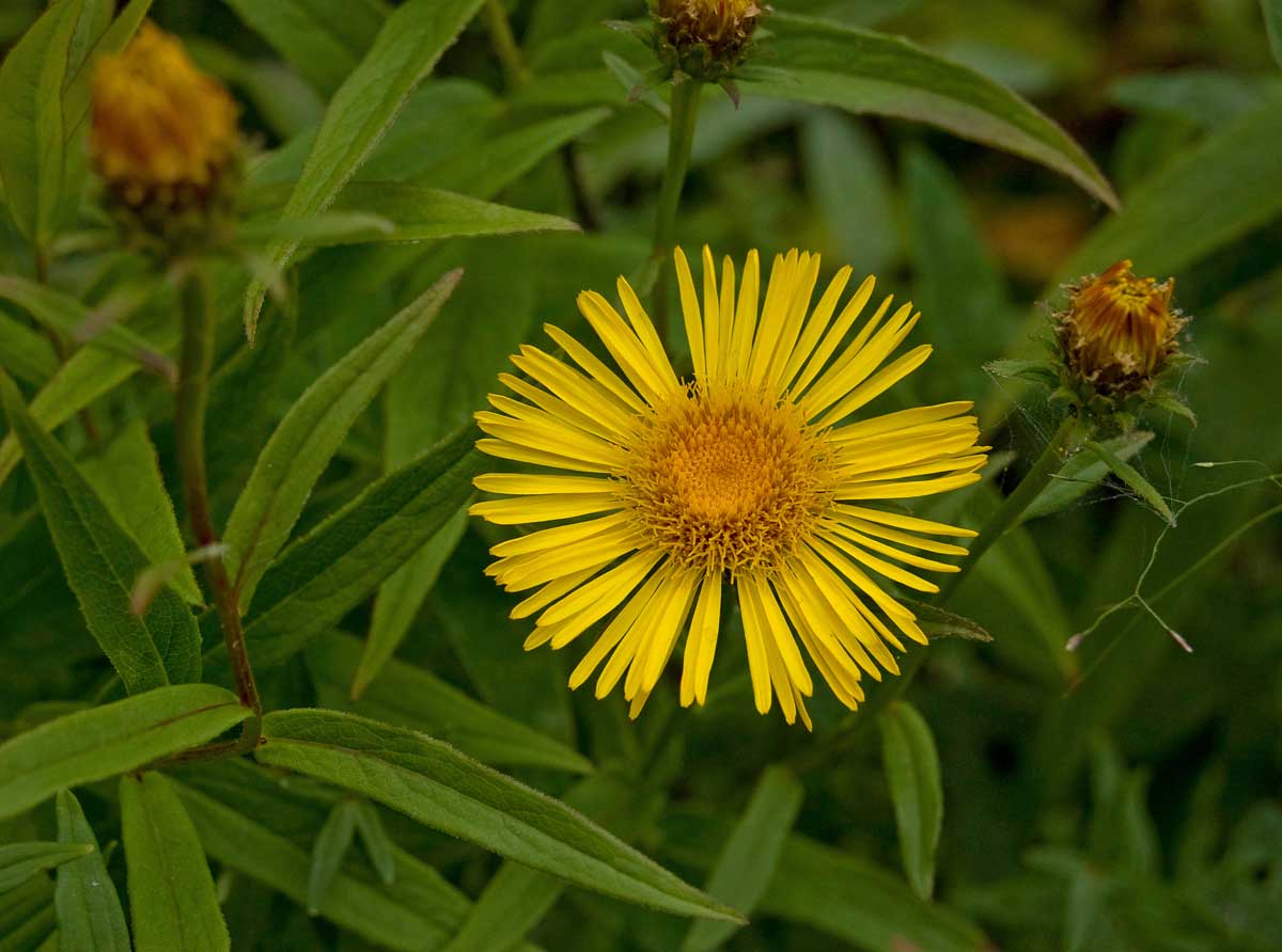 Image of Inula salicina specimen.