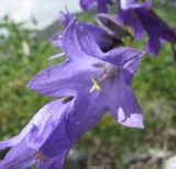 genus Campanula. Цветок. Кабардино-Балкария, Эльбрусский р-н, долина р. Юсеньги, ок. 2400 м н.у.м., каменистое место. 25.08.2017.