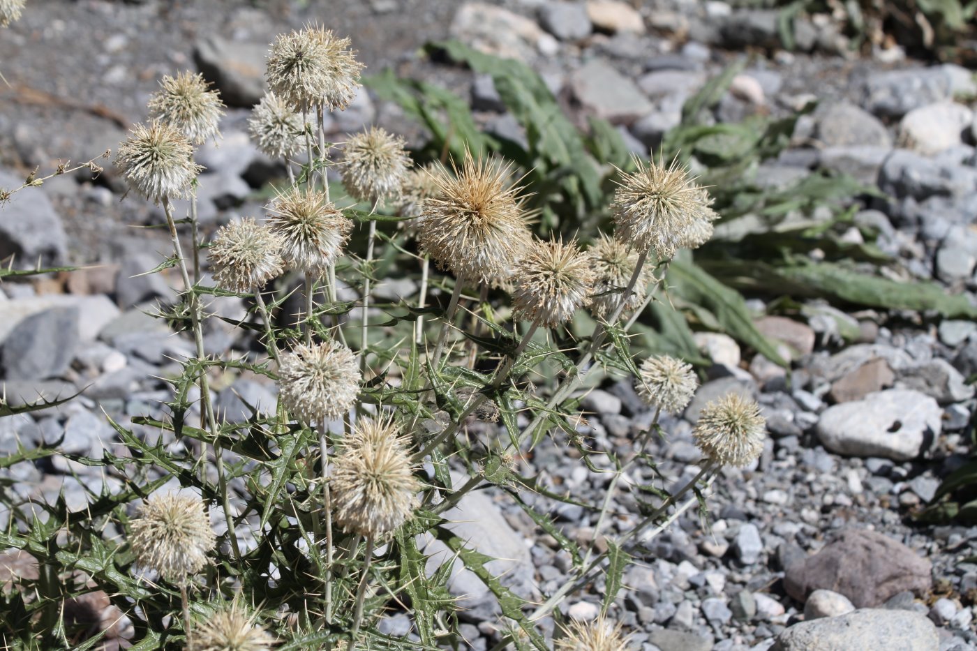 Image of Echinops maracandicus specimen.