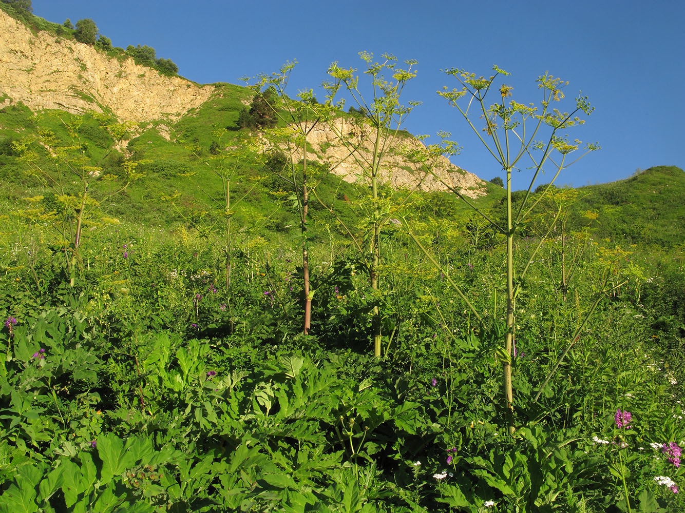 Image of Angelica tatianae specimen.