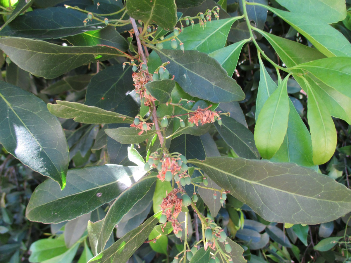 Изображение особи Elaeocarpus obovatus.