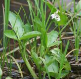 Menyanthes trifoliata. Цветущее растение в воде у берега пруда. Московская обл., Истринский р-н, Павловская слобода, пруд. 12.06.2008.