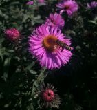 Symphyotrichum novae-angliae