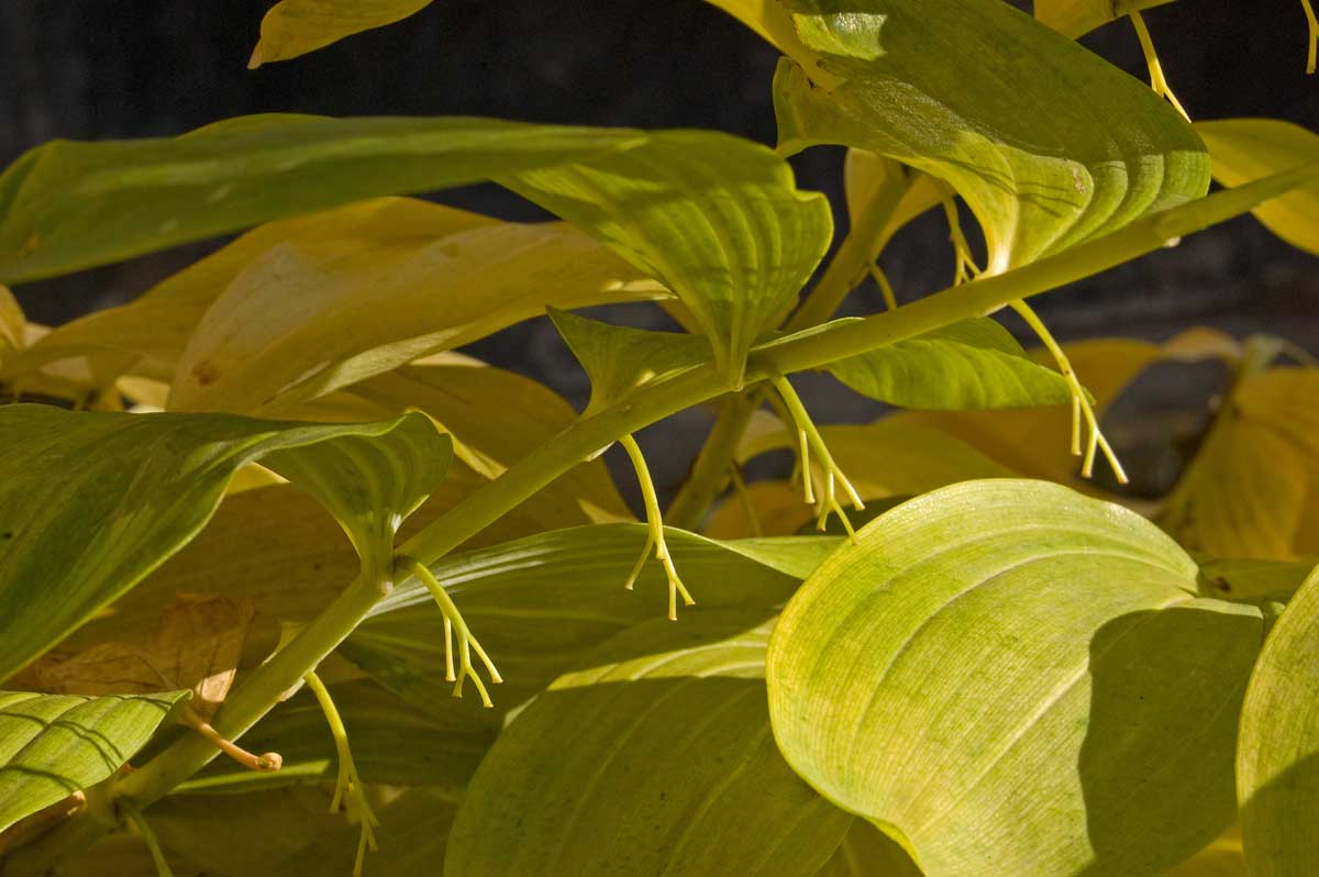 Image of Polygonatum multiflorum specimen.