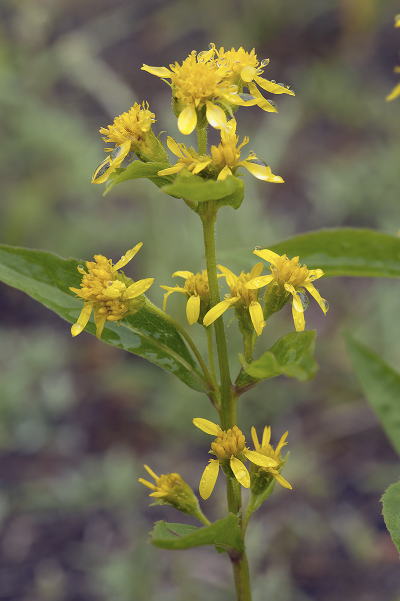 Изображение особи Solidago cuprea.