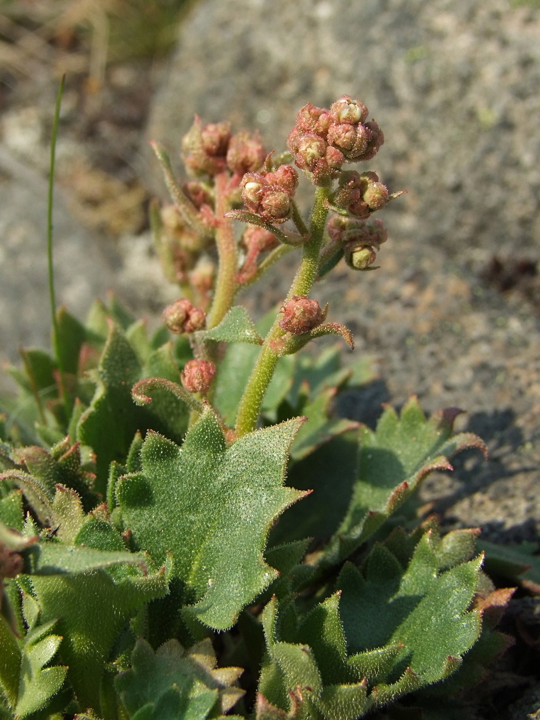 Изображение особи Micranthes punctata.