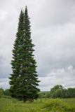 Abies sibirica