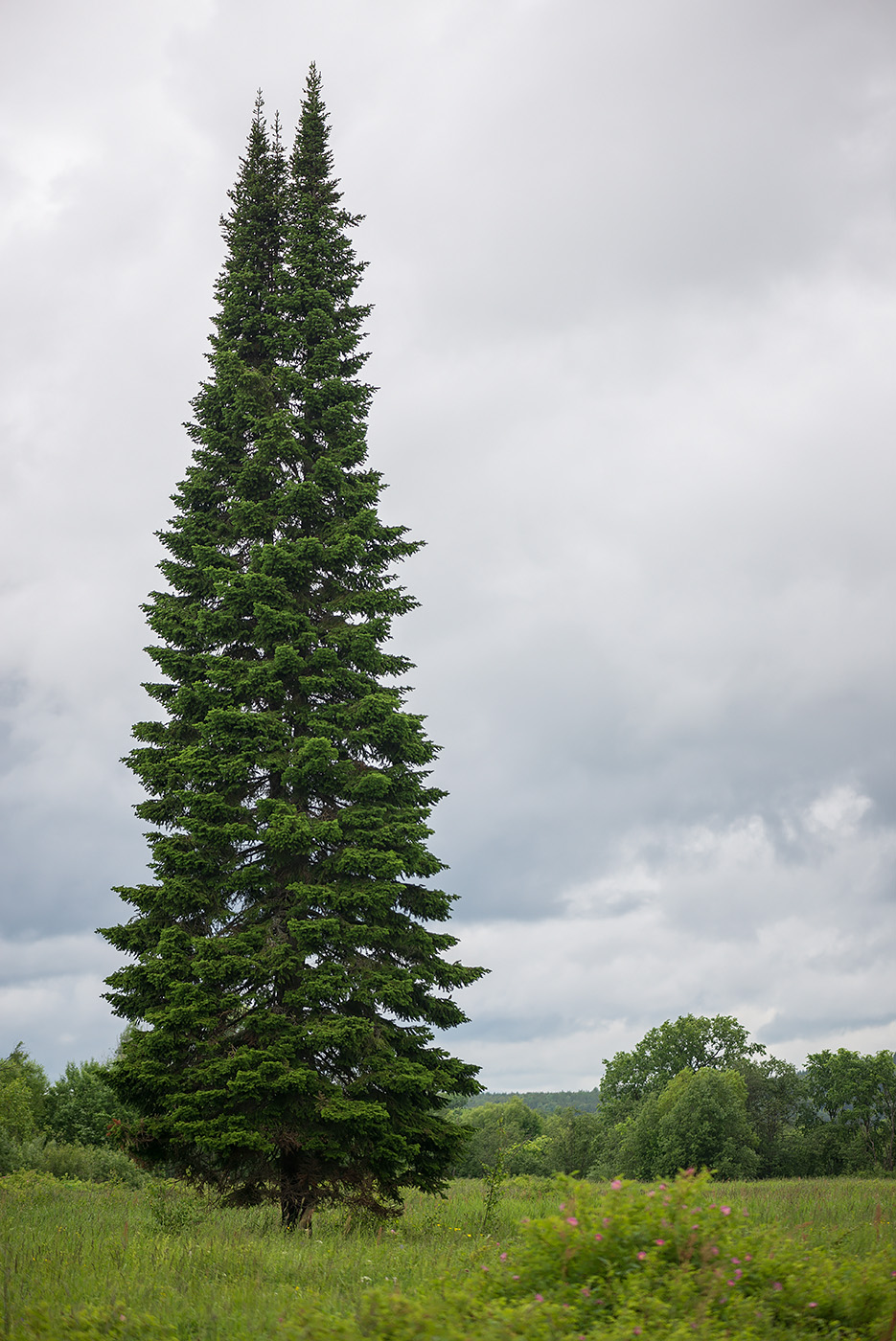 Изображение особи Abies sibirica.