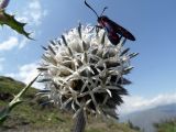 Echinops sphaerocephalus