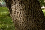 Fraxinus pennsylvanica. Часть ствола. Пермский край, г. Пермь, Свердловский р-н, в городском озеленении. 28 августа 2017 г.