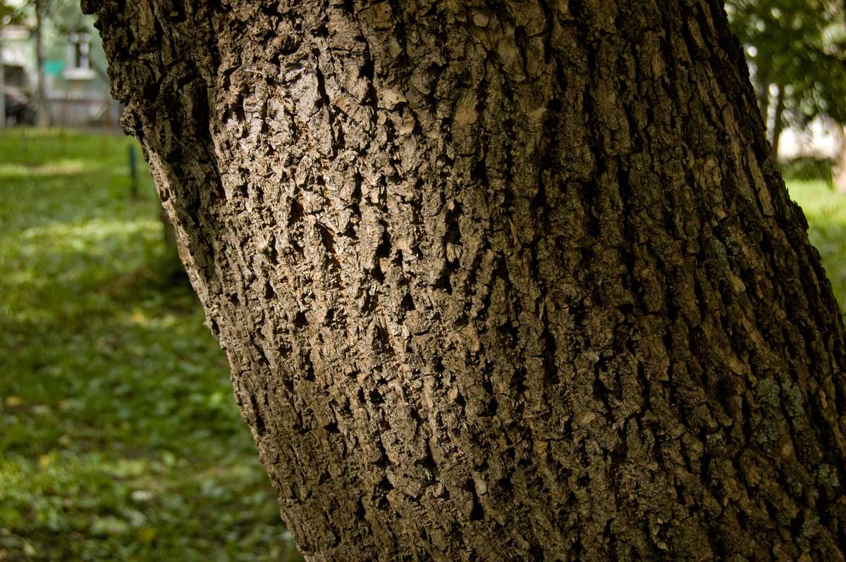 Изображение особи Fraxinus pennsylvanica.