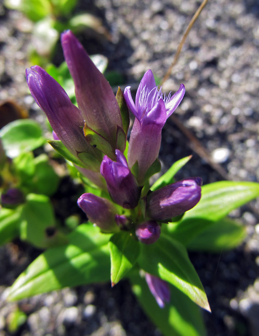 Изображение особи Gentianella acuta.