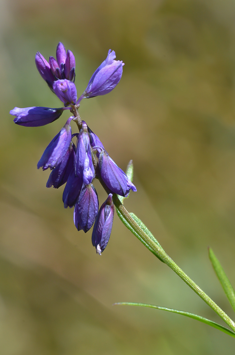 Image of Polygala hybrida specimen.