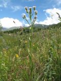 Erigeron podolicus. Верхушка цветущего растения. Южный Казахстан, Таласский Алатау, запов. Аксу-Жабаглы, ущ. Улькен-Каинды, выс. 1980 м н.у.м., луг на берегу ручья Исбала. 15 июля 2017 г.