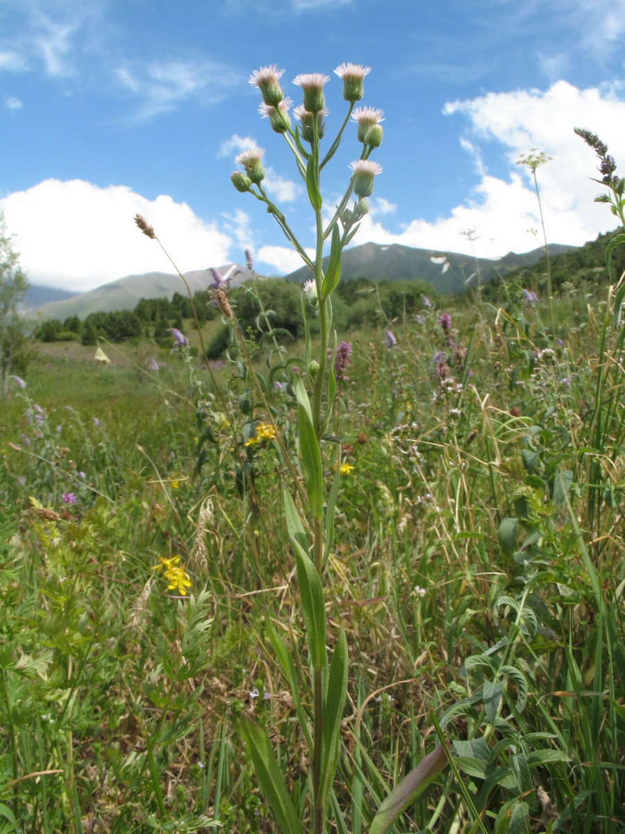 Image of Erigeron podolicus specimen.