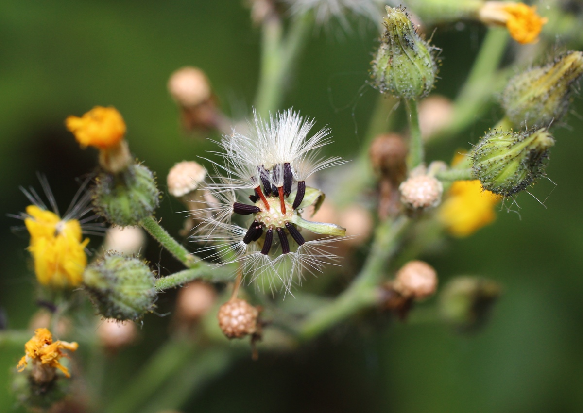 Image of Pilosella &times; auriculoides specimen.