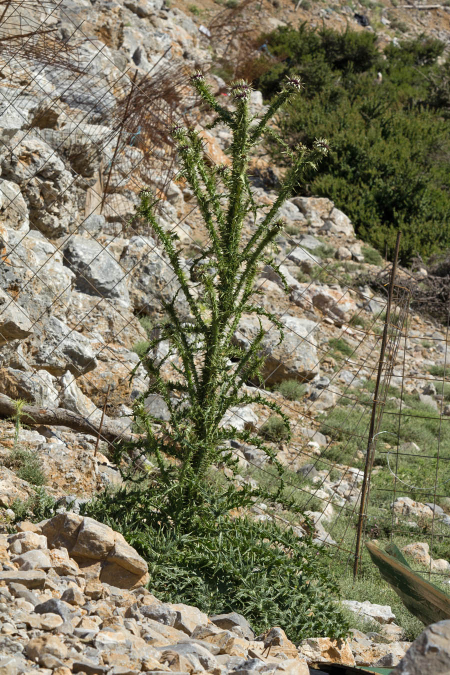 Изображение особи Onopordum bracteatum ssp. creticum.