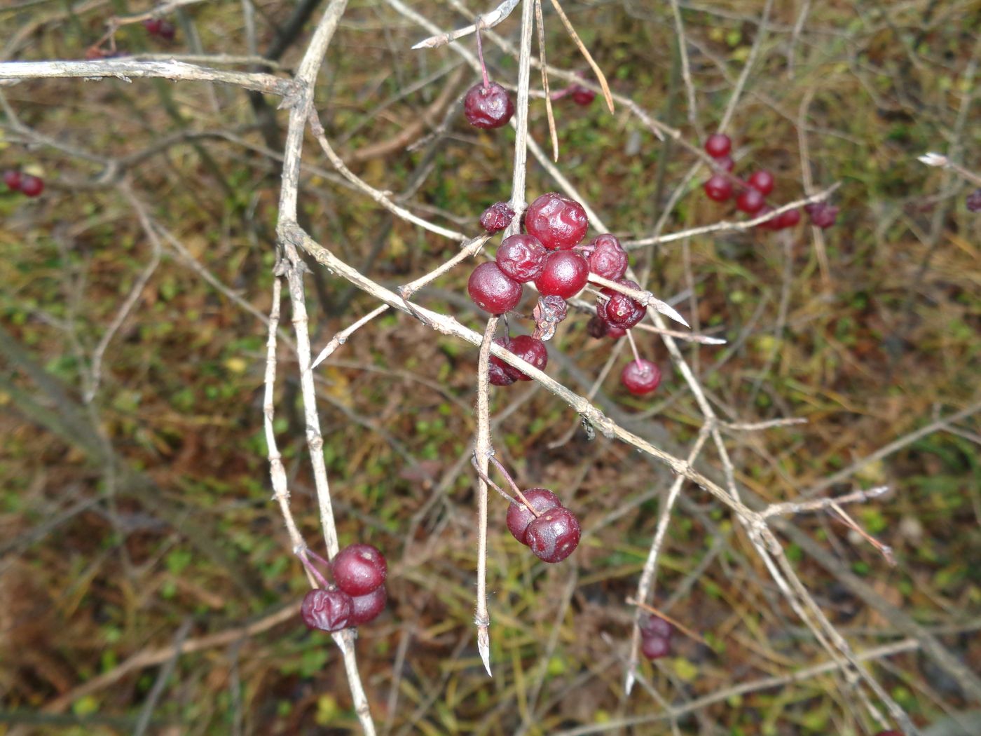 Изображение особи Lonicera xylosteum.