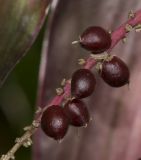 Cordyline fruticosa