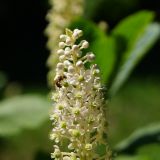 Phytolacca acinosa