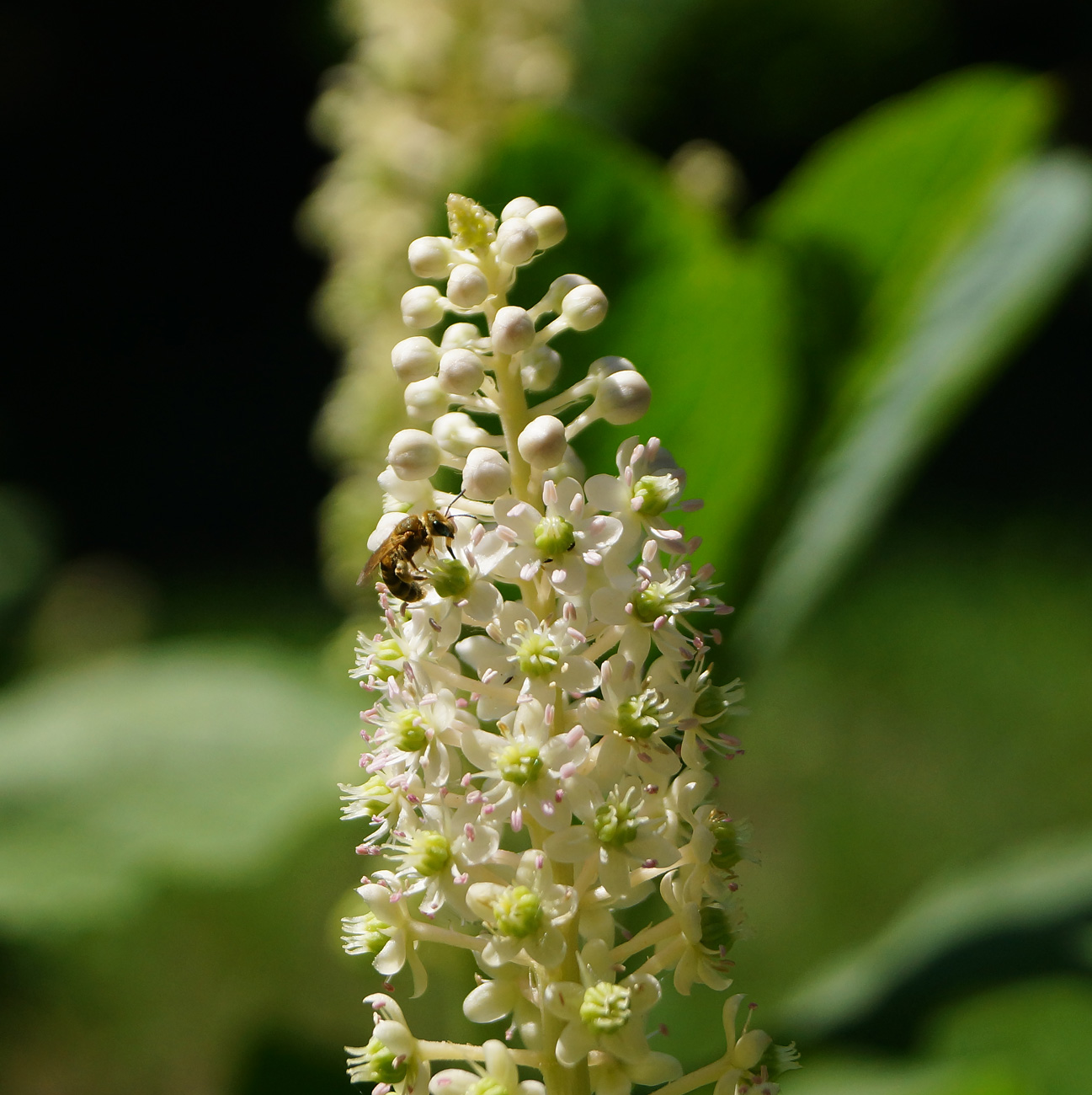 Изображение особи Phytolacca acinosa.