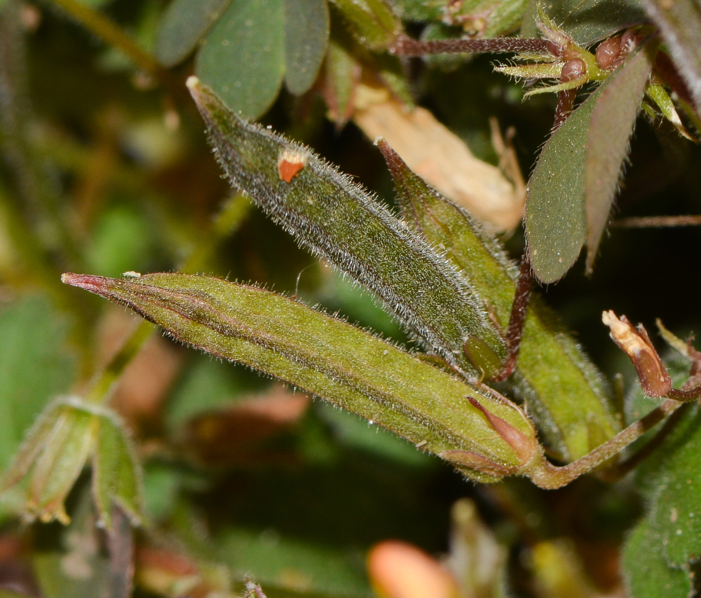 Image of genus Oxalis specimen.